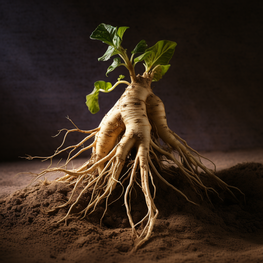 How Asian Ginseng Root Stimulates Hair Growth and Prevents Hair Loss