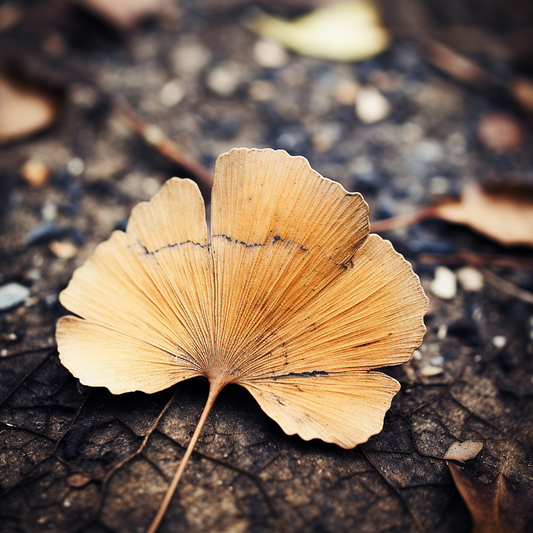 Unlocking the Secrets of Ginkgo Leaf Extract: A Natural Boost for Hair Health